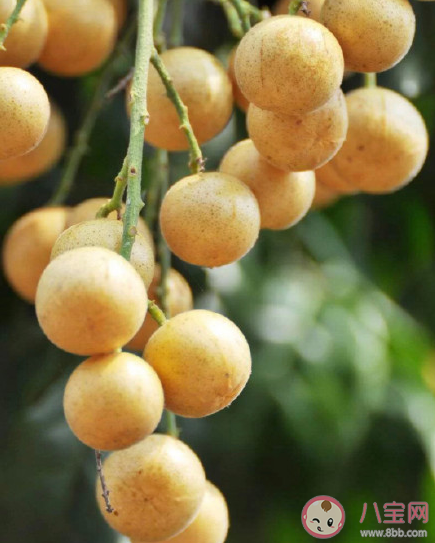 黄皮和枇杷同一种水果吗 黄皮的皮和核能吃吗