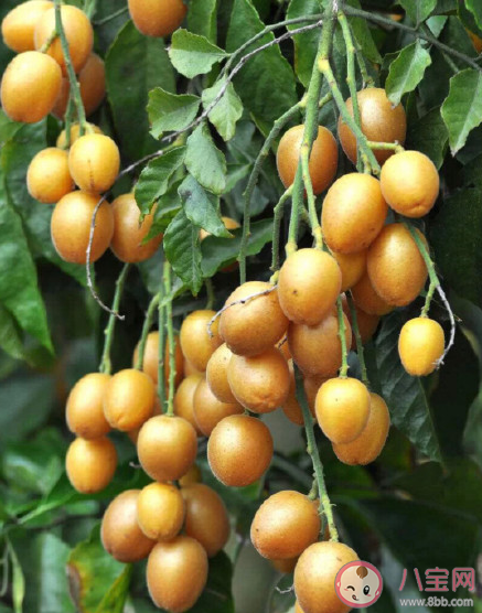 黄皮和枇杷同一种水果吗 黄皮的皮和核能吃吗