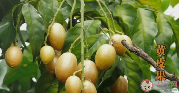 黄皮和枇杷同一种水果吗 黄皮的皮和核能吃吗