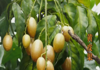 黄皮和枇杷同一种水果吗 黄皮的皮和核能吃吗