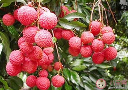 苏轼不辞长作岭南人是因为什么水果 最新蚂蚁庄园6月25日答案