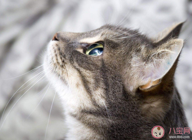 猫真的会被打服吗 打猫之后猫会记仇吗