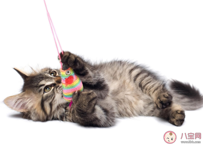 猫真的会被打服吗 打猫之后猫会记仇吗