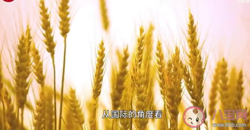 粮价要上涨了吗 全球粮价大涨我们该担心吗
