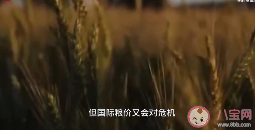 粮价要上涨了吗 全球粮价大涨我们该担心吗