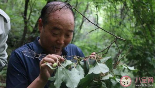 秦岭发现百岁野生猕猴桃树王是真的吗 猕猴桃树一般生长在哪里
