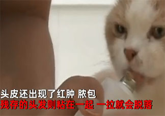 小孩与宠物猫接触后局部头秃 家有小孩养宠物要注意些什么