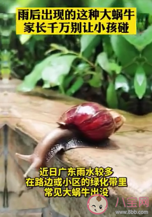 雨后出现的大蜗牛千万别碰是为什么 蜗牛有很多细菌吗