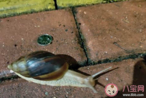 雨后出现的大蜗牛千万别碰是为什么 蜗牛有很多细菌吗