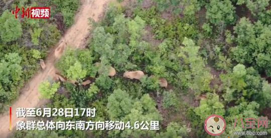 云南北移象群向东南方向移动 采取了哪些措施确保人象平安