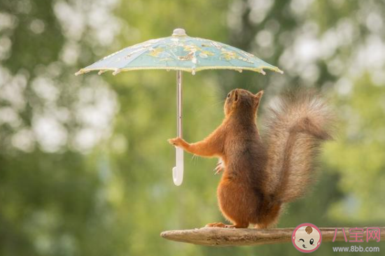 很多人听见雨声后很容易平静心情这是因为 最新蚂蚁庄园7月1日答案