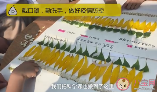 重庆一小学楼顶种14000株向日葵 向日葵代表着什么