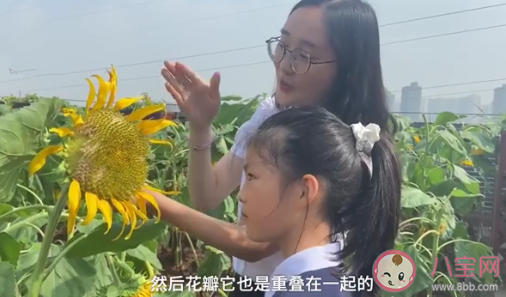 重庆一小学楼顶种14000株向日葵 向日葵代表着什么