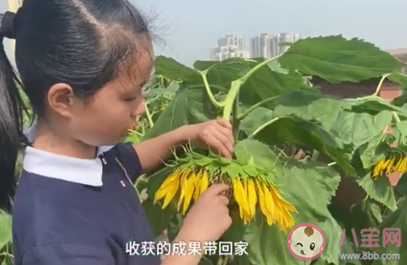 重庆一小学楼顶种14000株向日葵 向日葵代表着什么