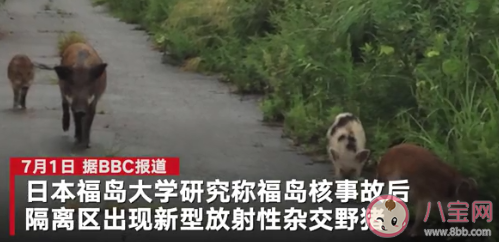 日本福岛出现放射性杂交野猪 碰到野猪该怎么办
