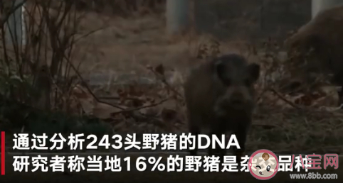 日本福岛出现放射性杂交野猪 碰到野猪该怎么办