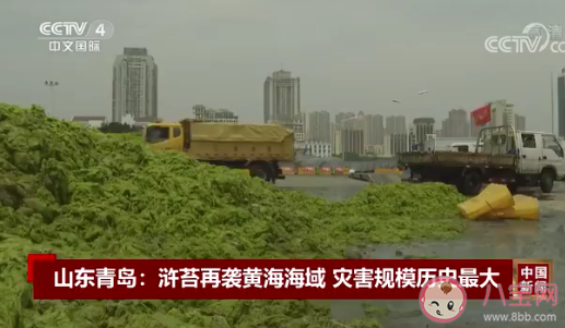 山东青岛遭最大规模浒苔侵袭是怎么回事 浒苔过多会有什么危害