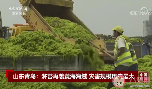 山东青岛遭最大规模浒苔侵袭是怎么回事 浒苔过多会有什么危害