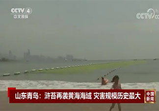 山东青岛遭最大规模浒苔侵袭是怎么回事 浒苔过多会有什么危害