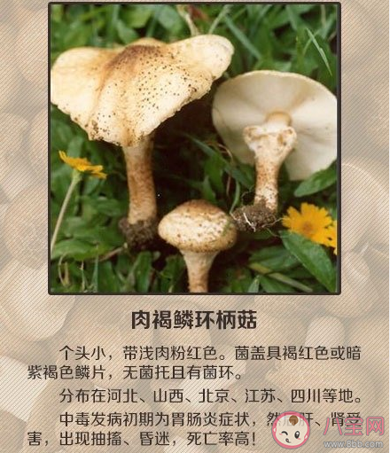 如何辨别有毒蘑菇 关于毒蘑菇的一些常识认知误区
