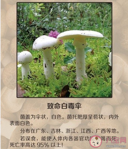 如何辨别有毒蘑菇 关于毒蘑菇的一些常识认知误区