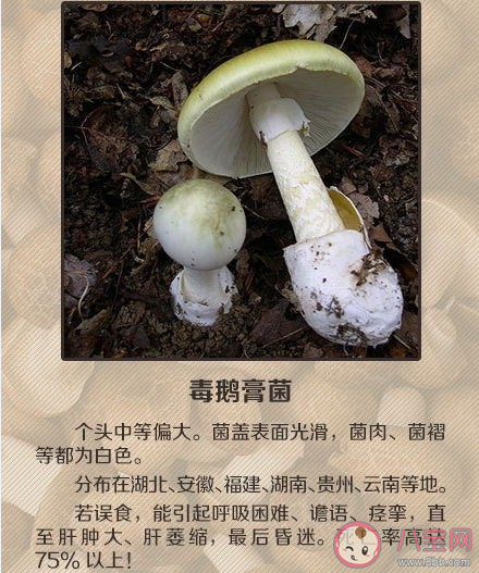 如何辨别有毒蘑菇 关于毒蘑菇的一些常识认知误区