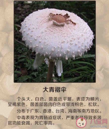误食毒蘑菇怎么自救 怎么远离毒蘑菇