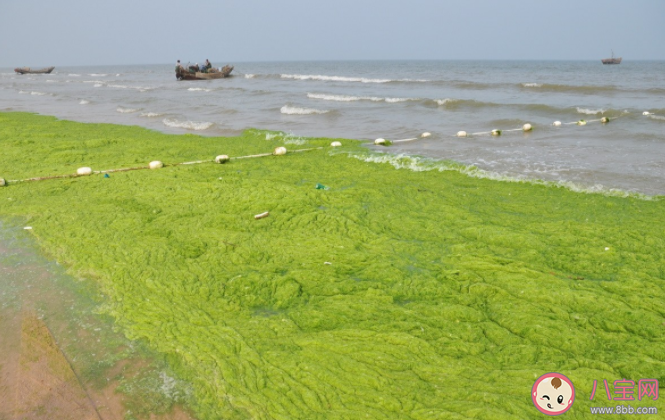 浒苔对海洋生态有哪些影响 浒苔为什么会泛滥暴发