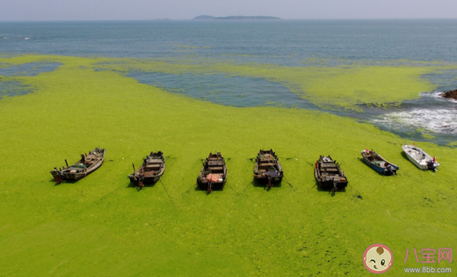 浒苔对海洋生态有哪些影响 浒苔为什么会泛滥暴发
