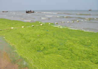 浒苔对海洋生态有哪些影响 浒苔为什么会泛滥暴发