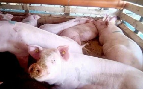 猪肉价格2月下旬以来首次回升 7月各地猪肉价格是多少