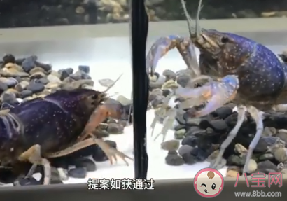 日本拟将小龙虾指定为外来入侵物种 为什么小龙虾是外来入侵物种