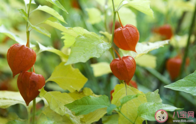 姑娘果是寒性还是热性 姑娘果有哪些吃法