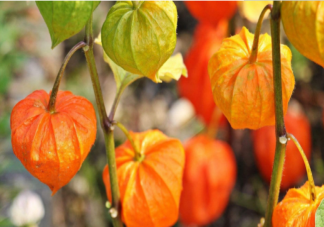 姑娘果绿色的可以吃吗 偏绿的姑娘果能放熟吗