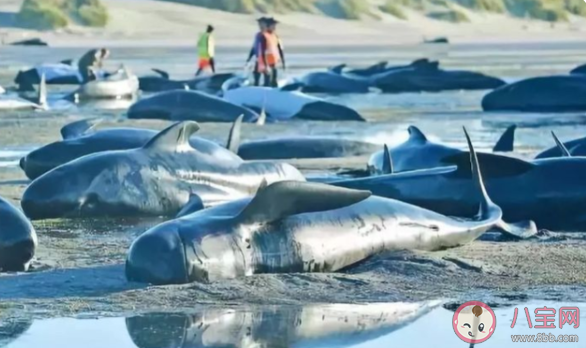 4头搁浅瓜头鲸重归大海 瓜头鲸的生活习性是怎样的