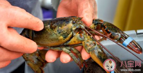 英国拟禁止煮食龙虾螃蟹等活物 在英国小龙虾章鱼螃蟹是保护动物吗