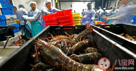 英国拟禁止煮食龙虾螃蟹等活物 在英国小龙虾章鱼螃蟹是保护动物吗