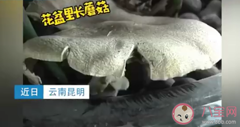 昆明一办公室内长出巨大蘑菇 野生蘑菇能随便吃吗