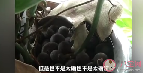 昆明一办公室内长出巨大蘑菇 野生蘑菇能随便吃吗