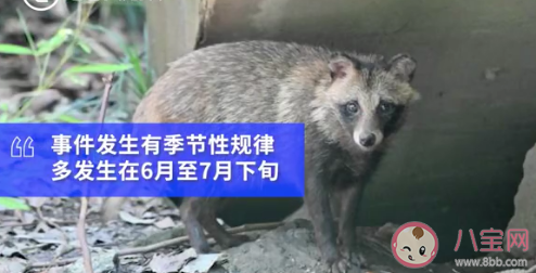上海100多个小区出现貉是怎么回事 貉是怎样的一种动物