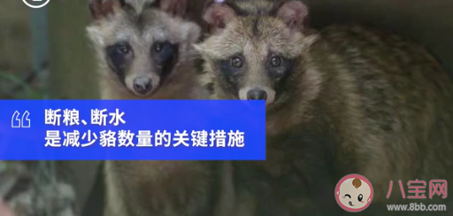 上海100多个小区出现貉是怎么回事 貉是怎样的一种动物