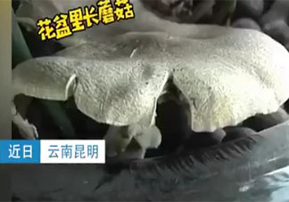 昆明一办公室内长出巨大蘑菇 野生蘑菇能随便吃吗