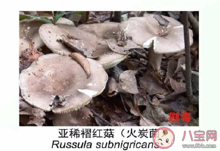 有毒野生菌种类一览 加工食用野生菌应该注意哪些问题