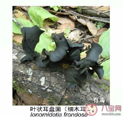 有毒野生菌种类一览 加工食用野生菌应该注意哪些问题
