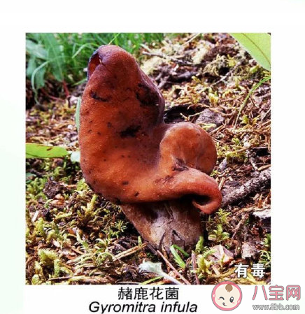 有毒野生菌种类一览 加工食用野生菌应该注意哪些问题