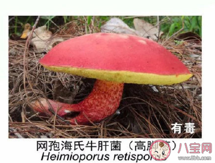 有毒野生菌种类一览 加工食用野生菌应该注意哪些问题