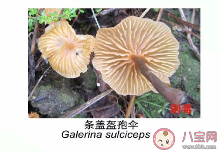 有毒野生菌种类一览 加工食用野生菌应该注意哪些问题
