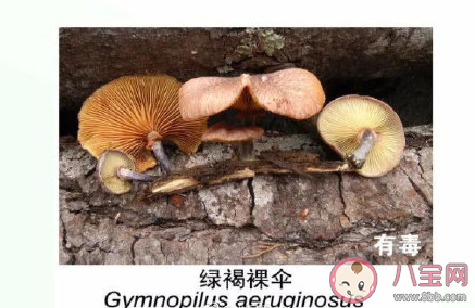 有毒野生菌种类一览 加工食用野生菌应该注意哪些问题