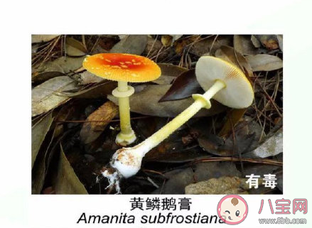 有毒野生菌种类一览 加工食用野生菌应该注意哪些问题