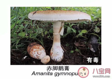 有毒野生菌种类一览 加工食用野生菌应该注意哪些问题